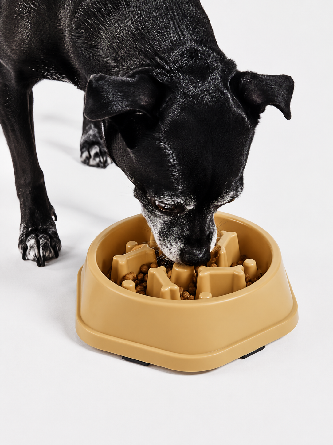 SlowPaw™ | Gamelle Anti-Glouton pour Chien