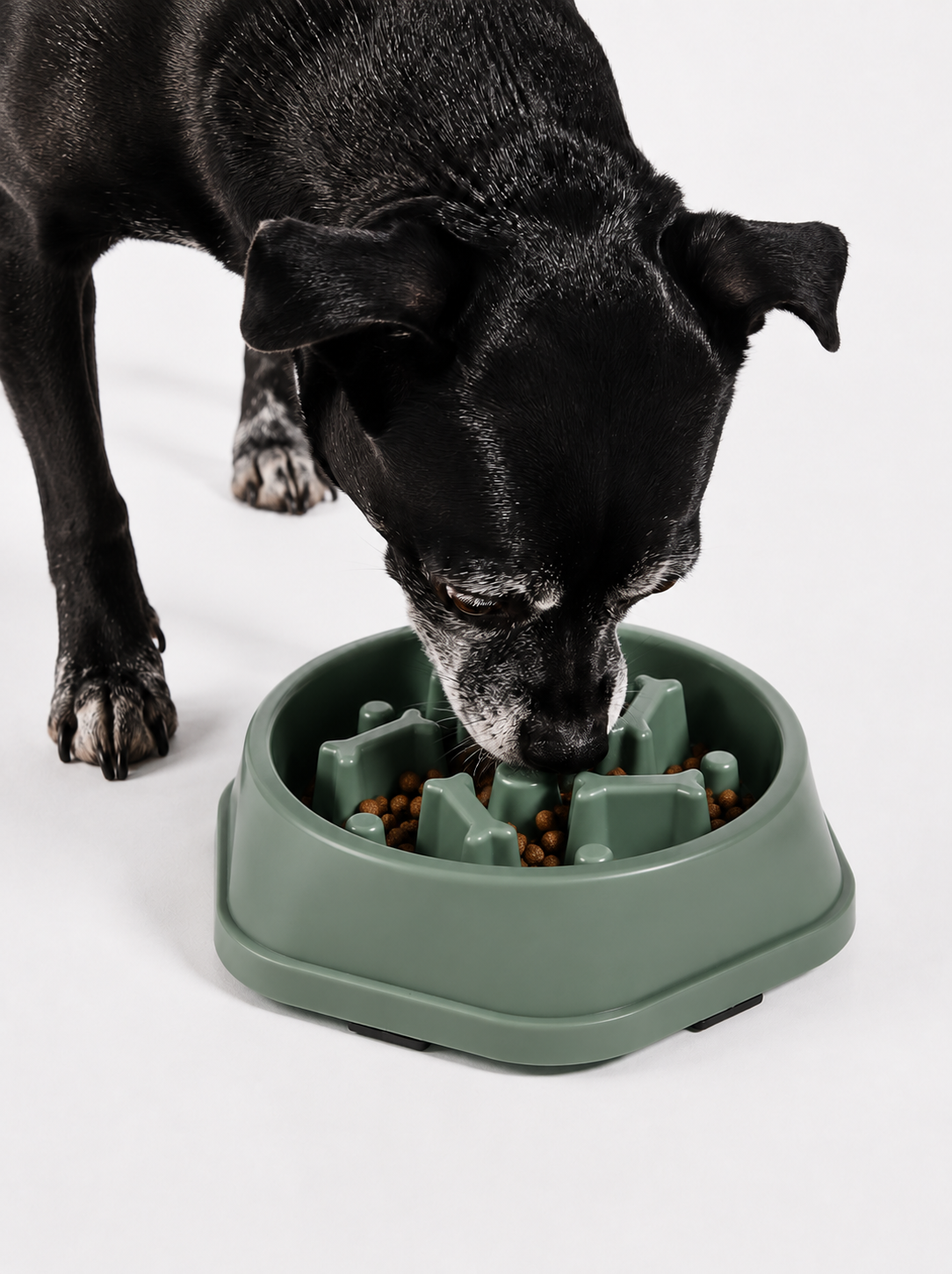 SlowPaw™ | Gamelle Anti-Glouton pour Chien
