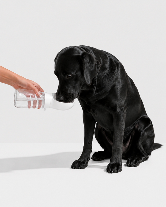 AquaPaw™ | Gourde de Voyage pour Chien