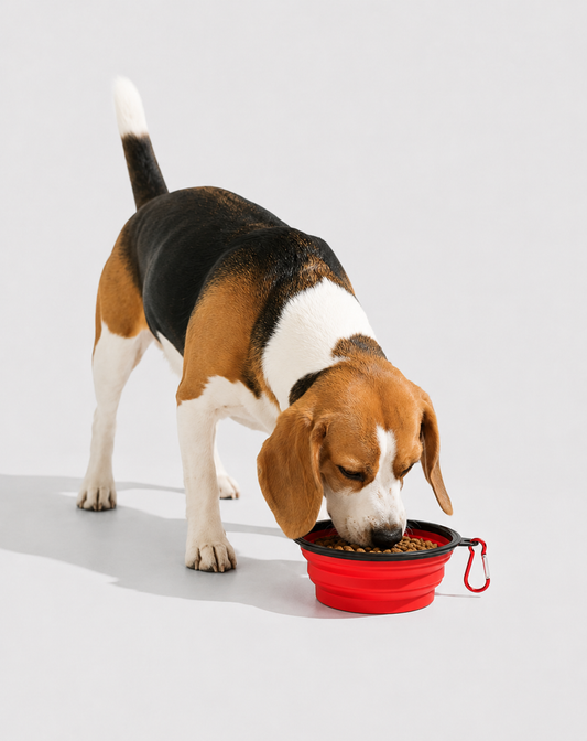 SnackPaw™ | Gamelle pliable pour Chien