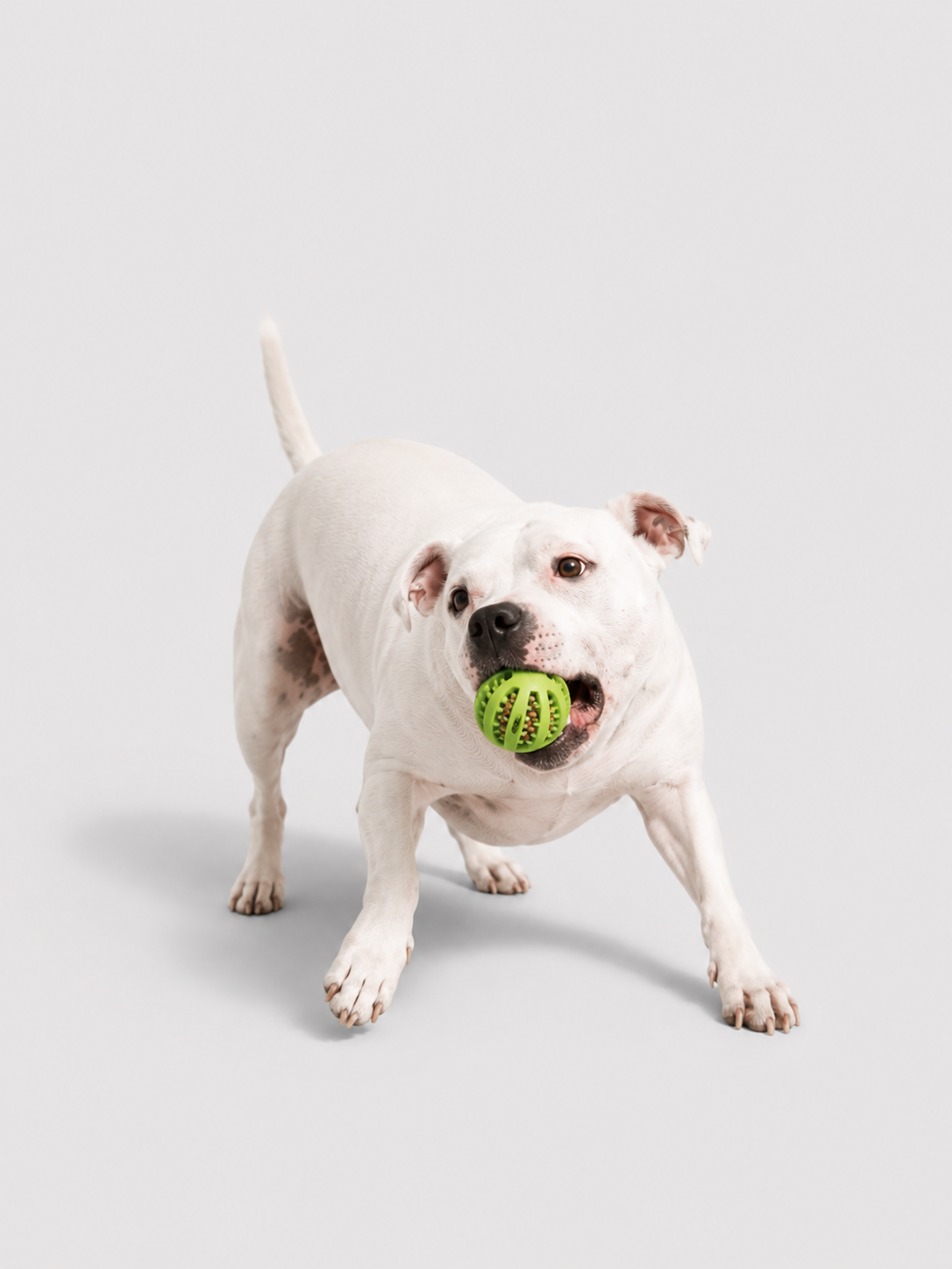 PlayPaw™ | Balle Interactive à Friandises et Dentition pour Chien